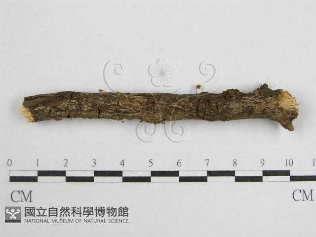 微皮傘屬藏品圖，第3張