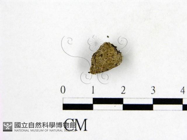 登錄號:F0007978藏品圖，第3張