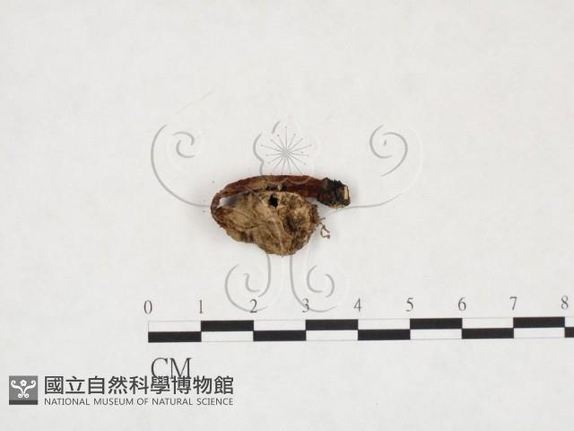 登錄號:F0025978藏品圖，第3張