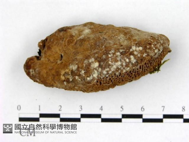 登錄號:F0005978藏品圖，第3張