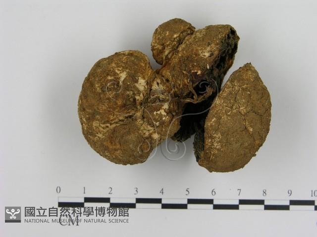 登錄號:F0015978藏品圖，第3張