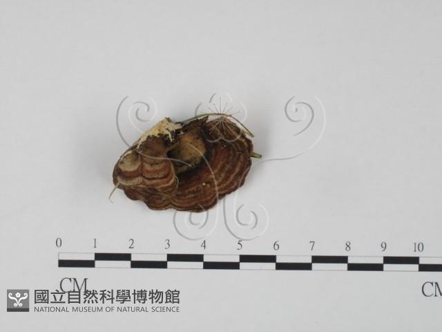 登錄號:F0019978藏品圖，第3張