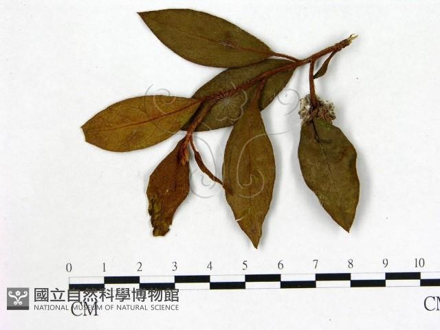登錄號:F0020678藏品圖，第3張