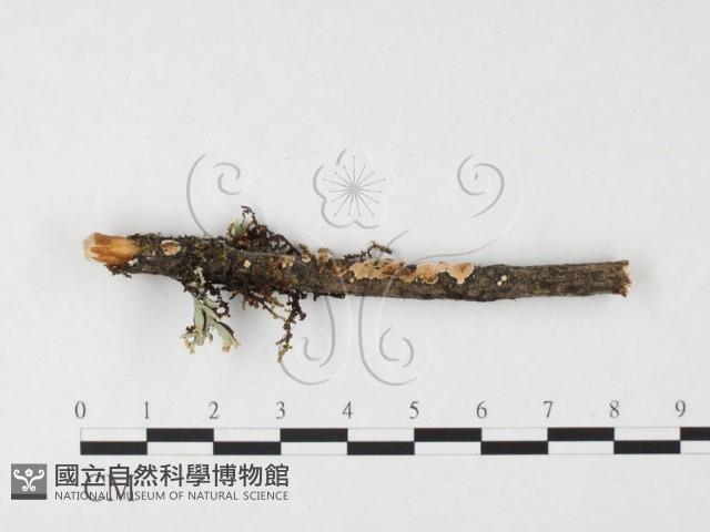 盤革菌屬藏品圖，第3張