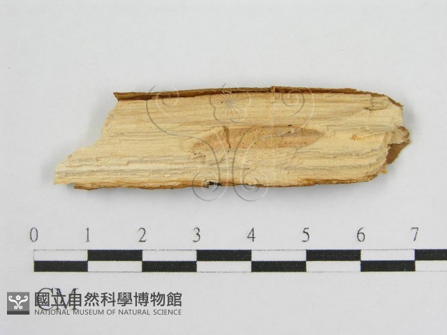 登錄號:F0016678藏品圖，第3張