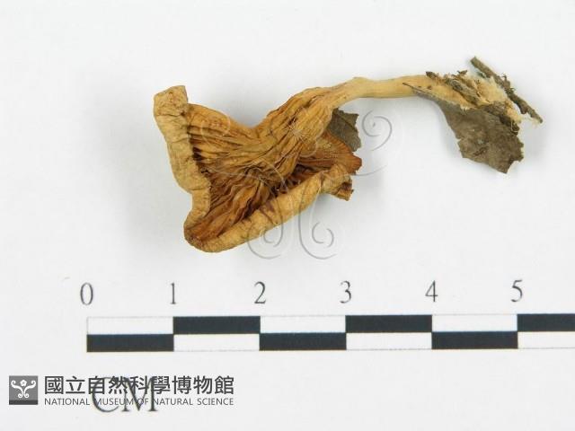 杯傘屬藏品圖，第3張
