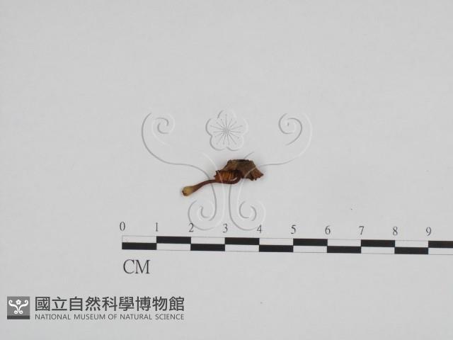 登錄號:F0024678藏品圖，第3張