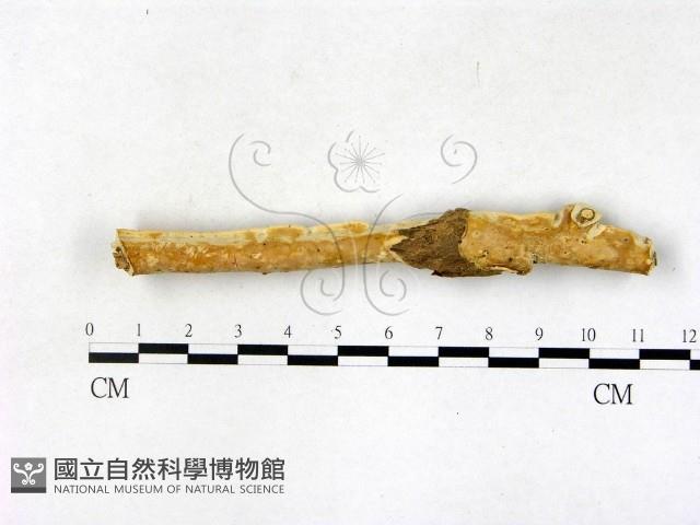 顯絲菌屬藏品圖，第3張