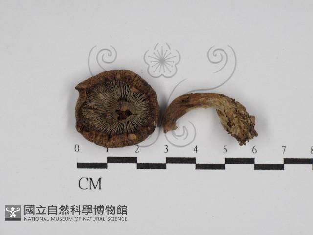 登錄號:F0027678藏品圖，第3張