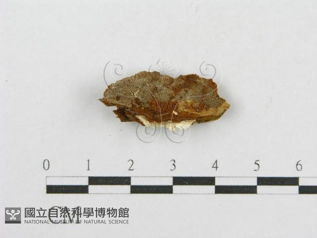 木層孔菌屬藏品圖，第1張