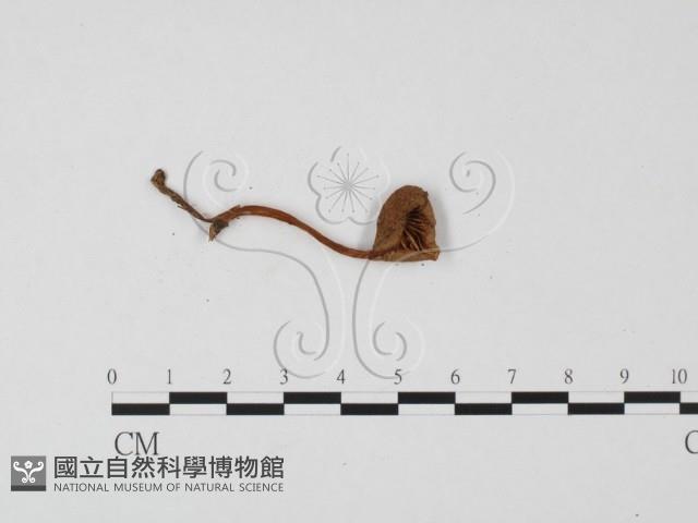 小菇屬藏品圖，第3張