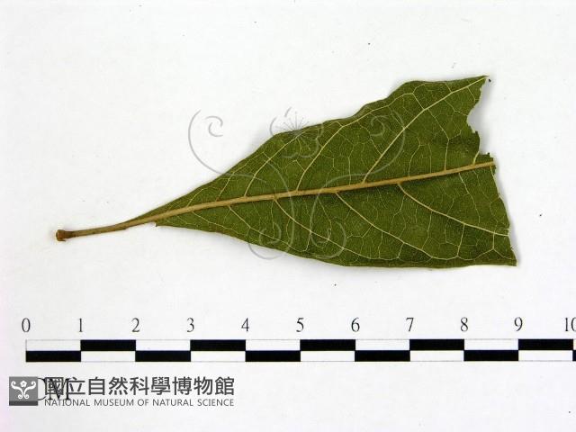 登錄號:F0005678藏品圖，第3張