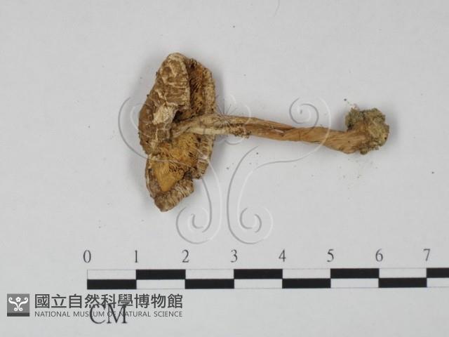 登錄號:F0015678藏品圖，第3張