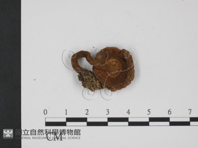 登錄號:F0009678藏品圖，第3張