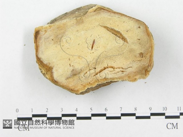 登錄號:F0003678藏品圖，第1張
