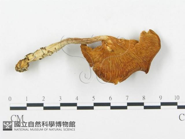 杯傘屬藏品圖，第3張
