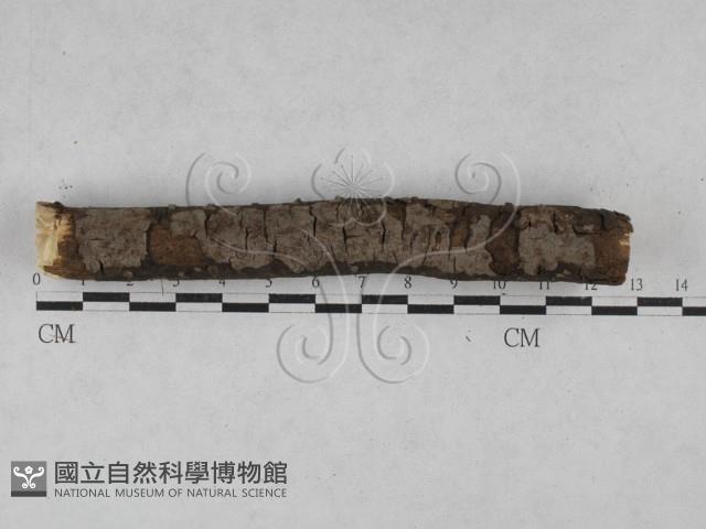 刺革菌屬藏品圖，第3張