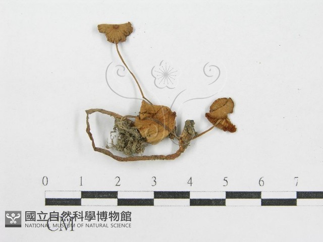 登錄號:F0008478藏品圖，第1張