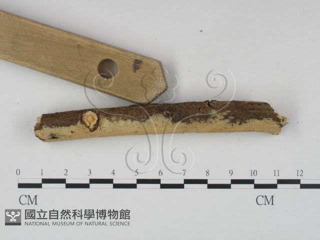 登錄號:F0020478藏品圖，第3張