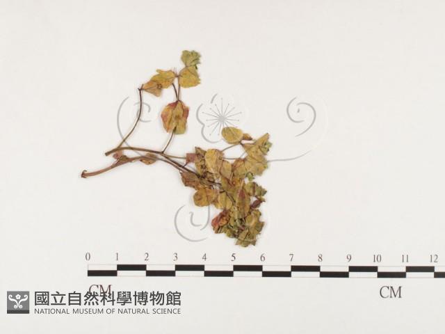 登錄號:F0026478藏品圖，第1張