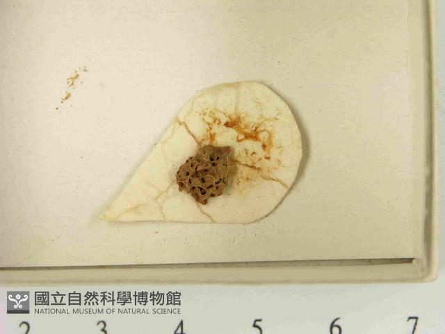 登錄號:F0021478藏品圖，第3張