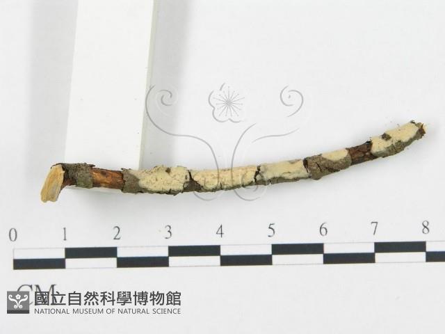 登錄號:F0004478藏品圖，第3張