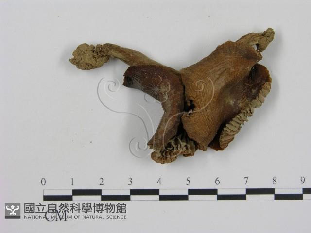 登錄號:F0012478藏品圖，第3張