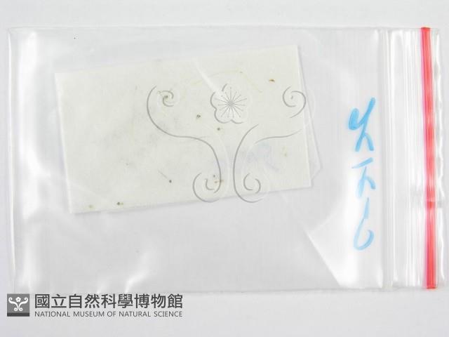 鬼傘屬藏品圖，第3張