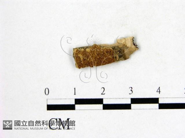 登錄號:F0017478藏品圖，第1張