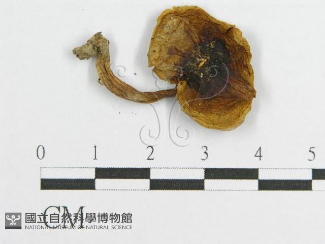 登錄號:F0005478藏品圖，第3張