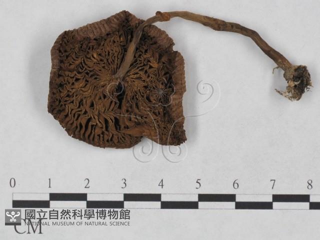 登錄號:F0023478藏品圖，第3張