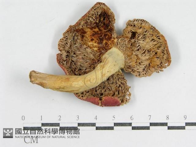 登錄號:F0003478藏品圖，第3張