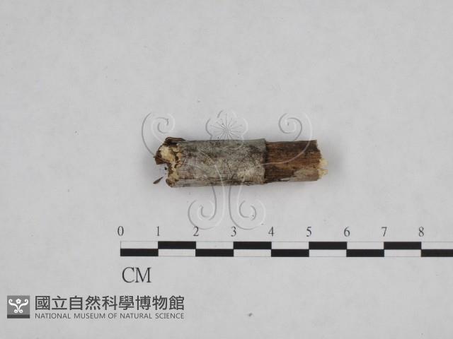 登錄號:F0013478藏品圖，第3張