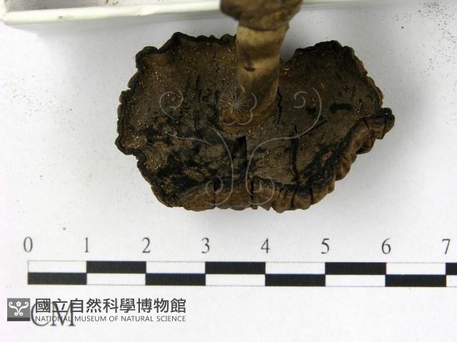 登錄號:F0018778藏品圖，第3張