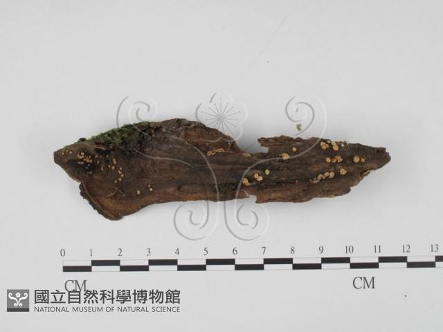 登錄號:F0000778藏品圖，第3張