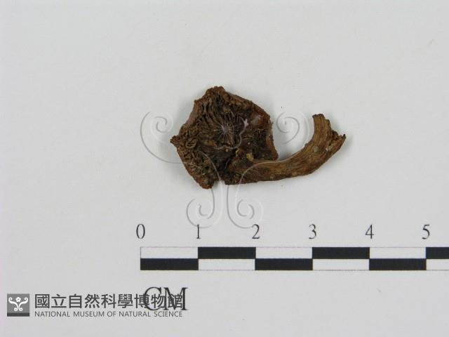 登錄號:F0010778藏品圖，第3張