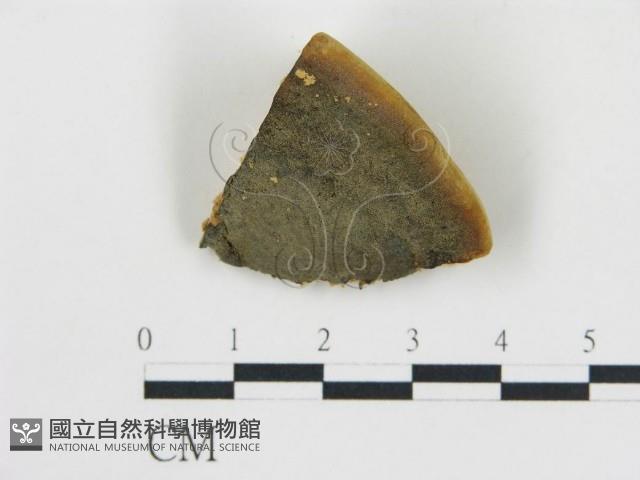 松生擬層孔菌藏品圖，第3張