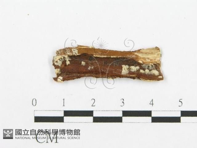 登錄號:F0016778藏品圖，第3張