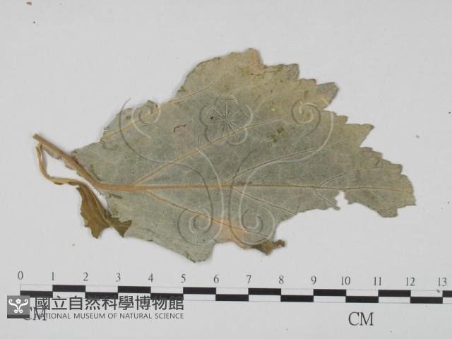 登錄號:F0011778藏品圖，第3張