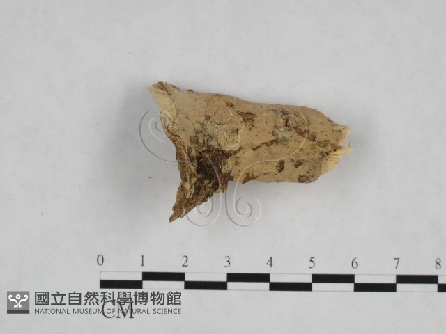 登錄號:F0024778藏品圖，第3張