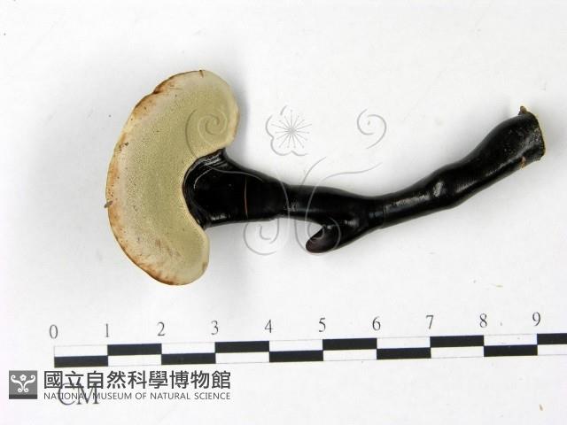 登錄號:F0022778藏品圖，第3張