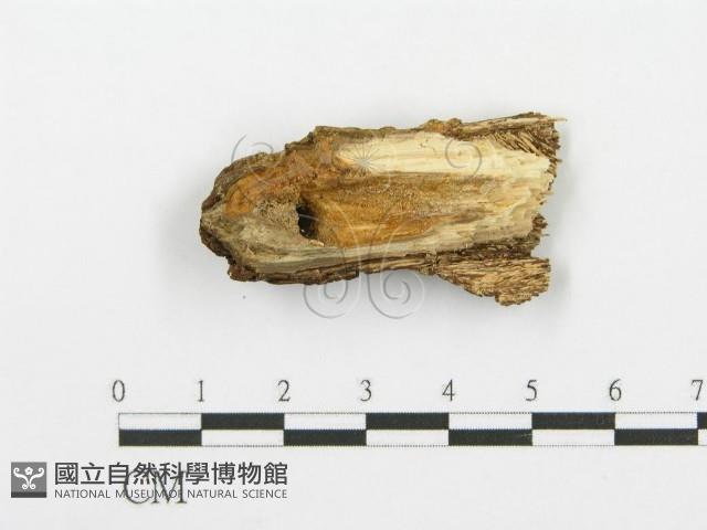 登錄號:F0002778藏品圖，第3張