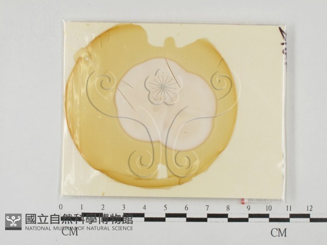 登錄號:F0027778藏品圖，第1張