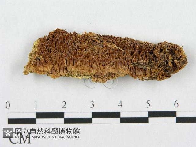 登錄號:F0015778藏品圖，第1張