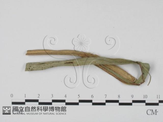 登錄號:F0009778藏品圖，第3張