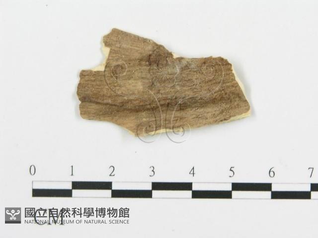 登錄號:F0019778藏品圖，第1張