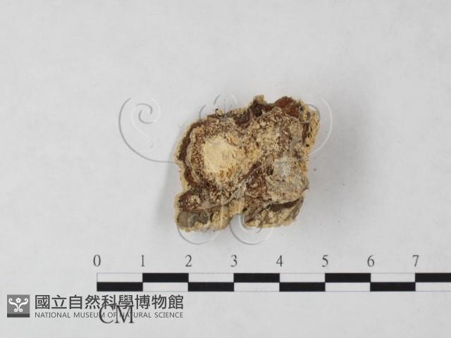 登錄號:F0023778藏品圖，第3張