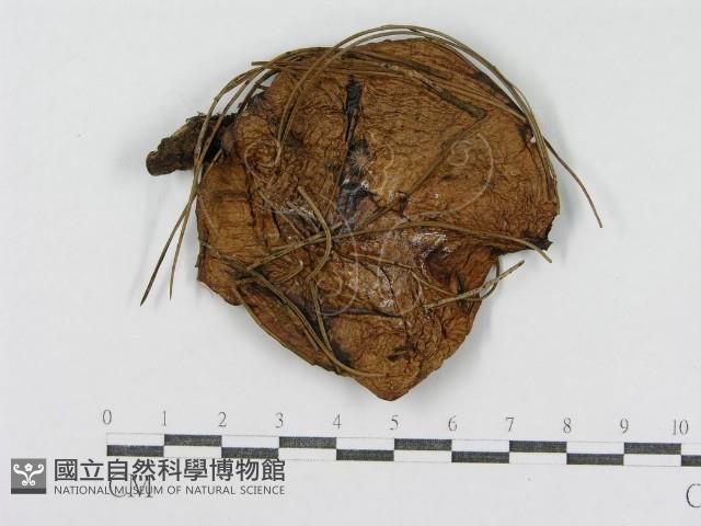 登錄號:F0003778藏品圖，第3張