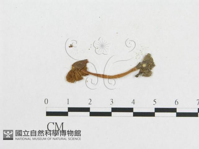 登錄號:F0008578藏品圖，第3張
