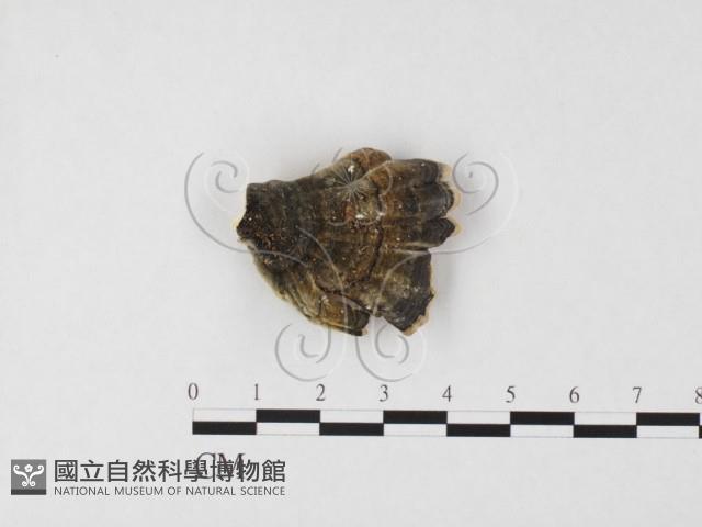 雲芝藏品圖，第3張